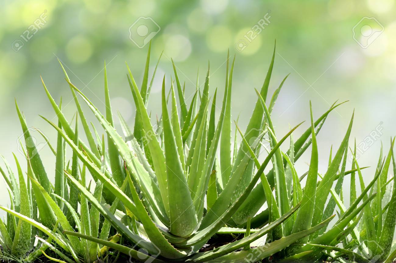 97300451 aloe vera fresh leaf of aloe vera in farm garden natural background sun light bokeh nature green